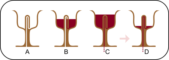 Credit: http://en.wikipedia.org/wiki/Pythagorean_cup